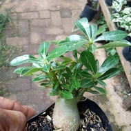bibit tanaman hias bonsai adenium / bibit tanaman adenium