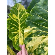 Alocasia New Guinea | Gold 916 | Keladi emas 916 MURAH Anak pokok super stabil🔥🔥🔥