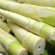rebung bambu sayur