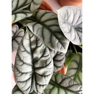 ALOCASIA SANDRIANA NOBILIS/MELO/INFERNALIS/SILVER DRAGON/AZLANII