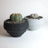 CBP004植木鉢 耐熱/室外/原創設計/多肉塊根植物/盆器盆栽/送禮