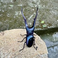 [甲蟲部落]美他利彿細身赤鍬形蟲F亞種幼蟲藍紫色型公蟲x(湖水綠血統F5白眼母蟲)