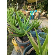 Pokok Lidah Buaya Alovera