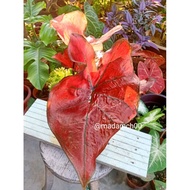 Caladium Red Sun Live Plant