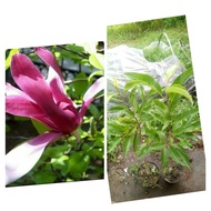 Bibit Bunga Kenanga Merah