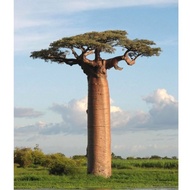 Bibit Unggul Pohon Hias Baobab|Benih Pohon Kaki Gajah |Tanaman Baobab