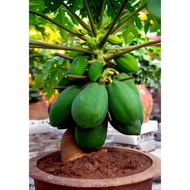 Benih Segar Biji Benih Betik Renek Solo / Solo Dwarf Papaya Seed 3尺高的木瓜品种 - 5 Seed