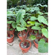 Homalomena rubescens maggy  80cm height medium pot Grows up to  24 - 36 Inches Free fertilizer