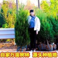 T Tartar Cypress Tree Pine Tree Side Cypress Tree Tree Dragon Cypress Tree Four Seasons Evergreen Ta