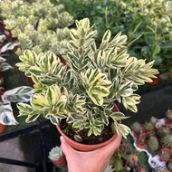 AZ-HEBE BATIK PLANTS