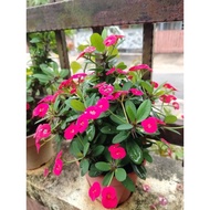 pokok bunga mahkota duri