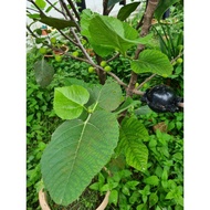 Fig iraqi  (tut)pokok iraqi