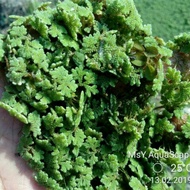 1kg Azolla Makanan ternakan
