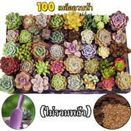 【พร้อมสำหรับการจัดส่ง】เมล็ดไม้น้อยหน่า 100 ชิ้นที่รวมถึงพันธุ์ต่างๆที่ง่ายต่อการปลูก สามารถปลูกได้ใน