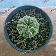 Tanaman Hias Astophytum Asterias Super Kabuto V-Type Seedling