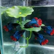 1pc Beta Fish Leaf Hammock, Extra Wide Fish Tank Plant Decor And Resting Bed, Aquarium Decoration Ar