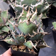 共六盆 凱撒 螃蟹 白排刺 白火焰 毒液 夕映 嚴龍 龍舌蘭 Agave Titanota 多肉植物