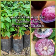 Anak Pokok Epal Star / Apple