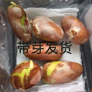 Jackfruit Seeds Seeds Daquan Jackfruit Seeds Hydroponic Jackfruit Seeds 26418A7/29