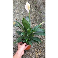 Peace Lily (good quality)