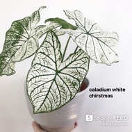 caladium white christmas