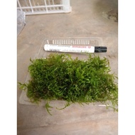 Java moss aquascape