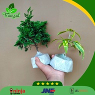 bonsai pua pua+bambu kuning pakai pot appro besar / tanaman hias bonsai bambu kuning dan cemara pua