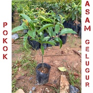 Pokok asam gelugur ( hybrid ) thai murah / pokok asam keping