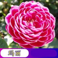 陽台室內四季易種活玫瑰花種子 盆栽花籽，品種：瑪麗