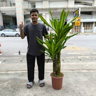 GPS Green Plant Society Live Tree Dracaena Arborea Golden 金心也门铁树 4-5ft