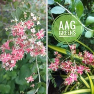 POKOK INAI BUNGA MERAH