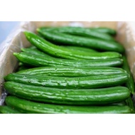 JAPANESE CUCUMBER/TIMUN JEPUN (+/-400g)