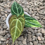 anthurium crystallinum varigata / kuping gajah variegata