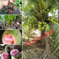 Bibit kelapa hijau wulung/pucuk merah (kelapa obat)