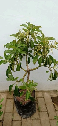 BIBIT ALPUKAT BERBUNGA SIAP BUAH
