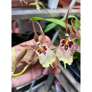 H2O - Brassia Orchid Live Plant
