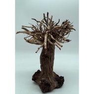 Small Bonsai Driftwood Aquarium Tree on Rocks