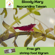 Bloody Mary Shrimp / Udang Akurium - Neocaridina Taiwan (血腥玛丽米虾）