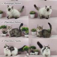 Kucing Persia Himalaya &amp; Munchkin