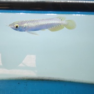 BARANG TERLARIS AROWANA / ARWANA GOLDEN RED 10-12 CM READYY