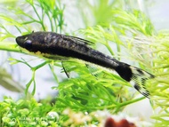 Otocinclus Affinis Oto Fish Algae Eater 小精灵 [3pcs / 5pcs]