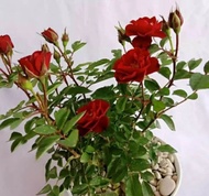 tanaman hias bunga mawar merah rambat