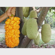 bibit nangka cempedak / cempedak