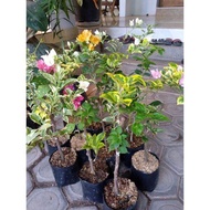 Tanaman Hias Bunga Bougenville Varigata - Bunga Bonsai Bougenville Varigata