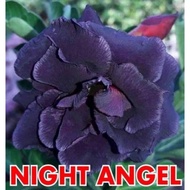 RARE ID NIGHT ANGEL ( Adenium Thailand / Dessert Rose )
