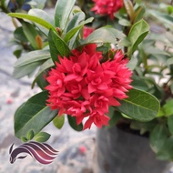 [Landscape] Ixora Plant by LS Group