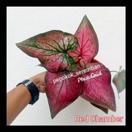 Red Chamber Caladium (Thai Hybrid)