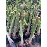Anak pokok buluh madu thai/ rebung manis