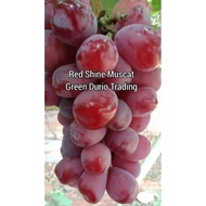 2 KERATAN - SHINE MUSCAT & RED SHINE MUSCAT GRAPE