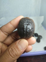 kemiri muncang adu   jayanti dan jawaan paling murah